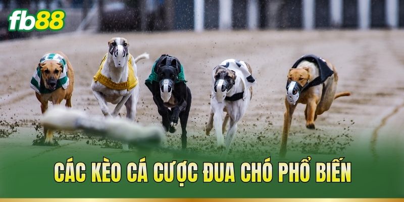Cá Cược Đua Chó – Theo Dõi Thành Tích Và Phân Tích Kèo 2 Các kèo cá cược đua chó phổ biến